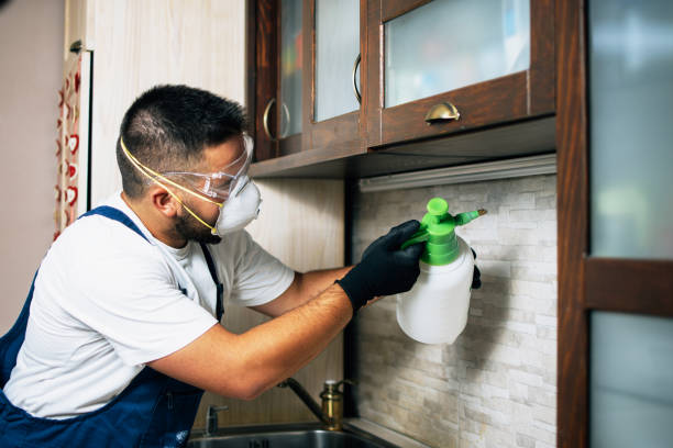 Wasp Removal Services in Campbell, CA